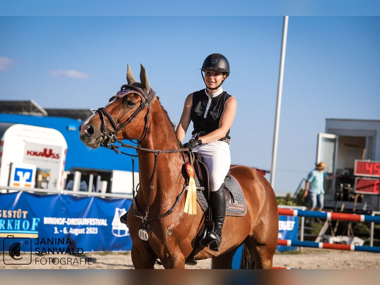 Hanoverian Gelding 12 years 16,3 hh Chestnut in Ellwangen (Jagst)