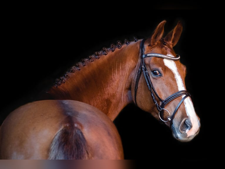 Hanoverian Gelding 12 years 16,3 hh Chestnut in Ellwangen (Jagst)