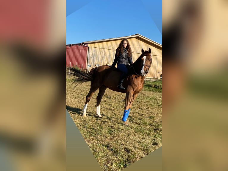 Hanoverian Gelding 12 years 16,3 hh Chestnut in Ellwangen (Jagst)