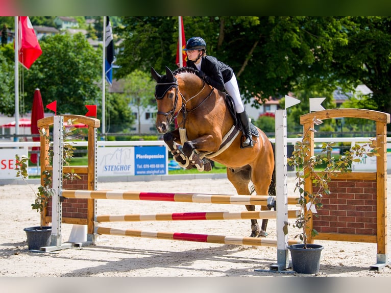 Hanoverian Gelding 12 years 16 hh Brown in Dielsdorf