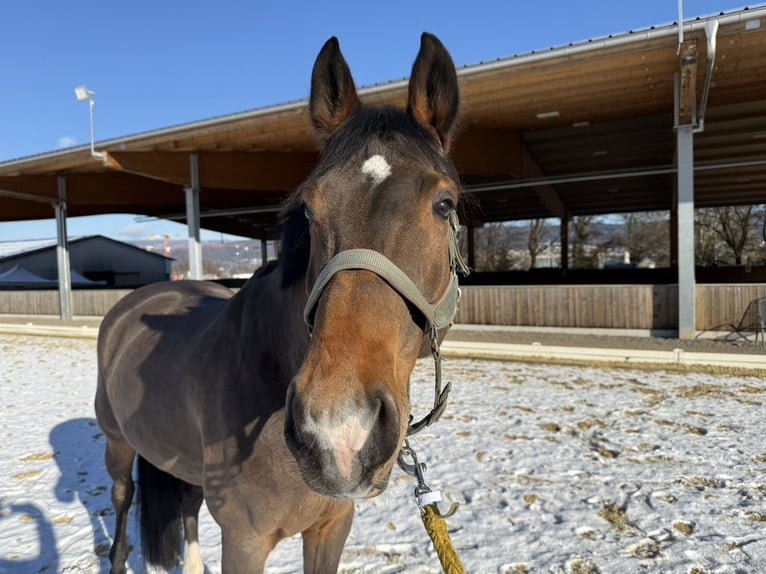 Hanoverian Gelding 12 years 16 hh Brown in Bad Säckingen