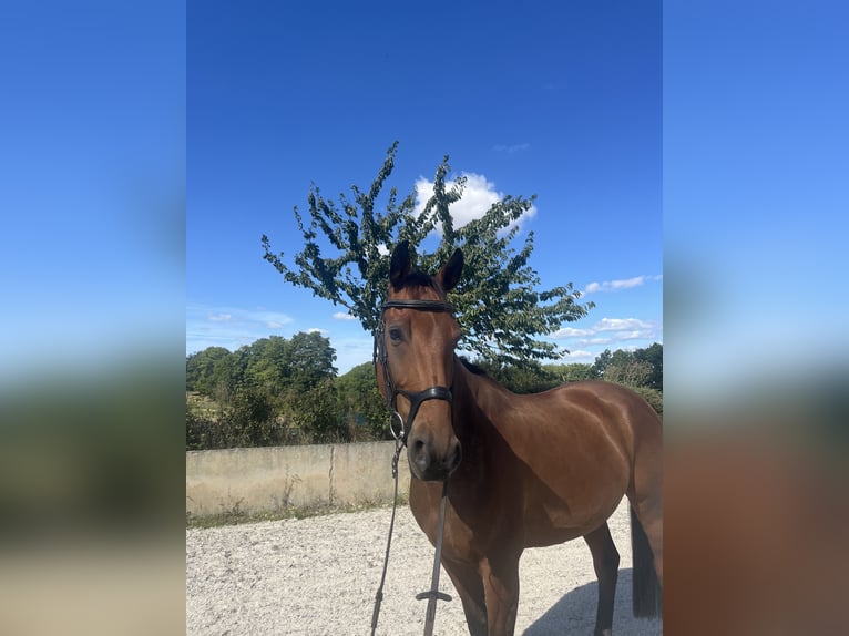 Hanoverian Gelding 12 years 16,1 hh Brown in Bärenstein Hanoverian Gelding 12 years 16,1 hh Brown in Bärenstein