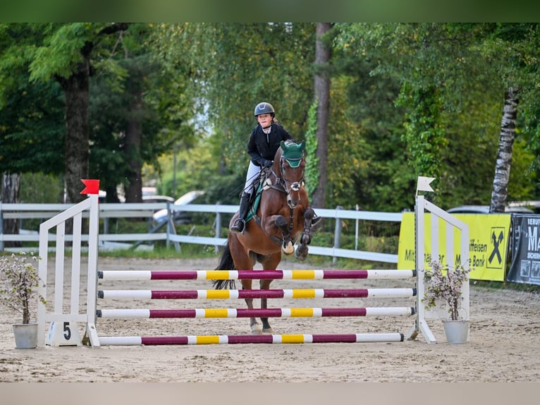 Hanoverian Gelding 12 years 16,1 hh Brown in Schlins