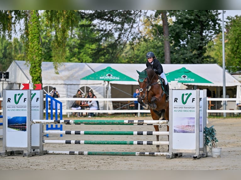 Hanoverian Gelding 12 years 16,1 hh Brown in Schlins