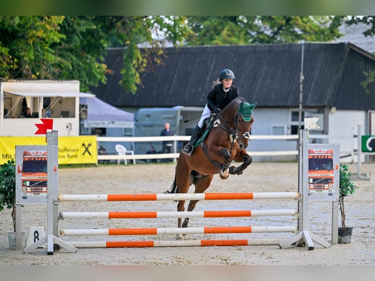 Hanoverian Gelding 12 years 16,1 hh Brown in Schlins