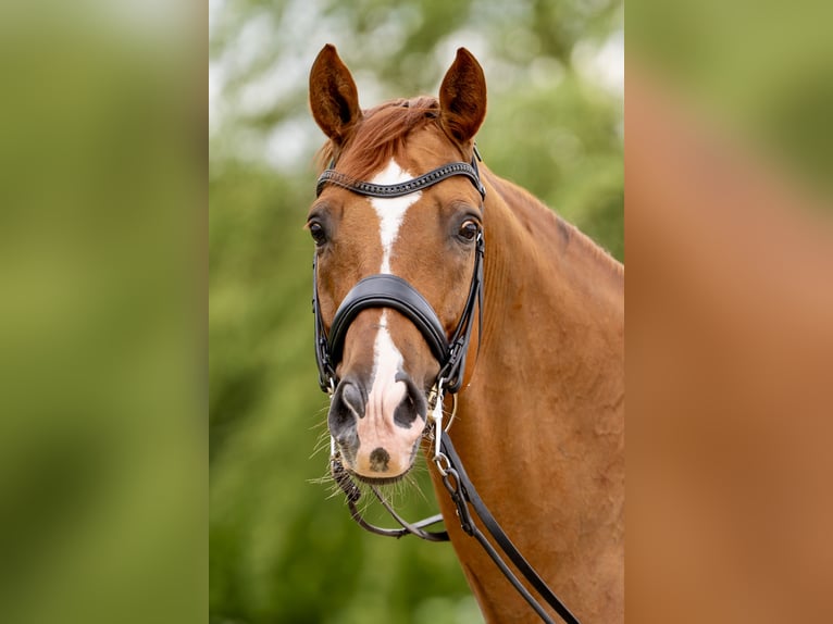 Hanoverian Gelding 12 years 16,1 hh Chestnut in Jaunmarupe