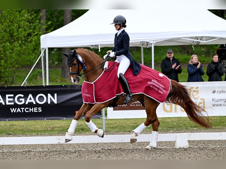 Hanoverian Gelding 12 years 16,1 hh Chestnut in Jaunmarupe