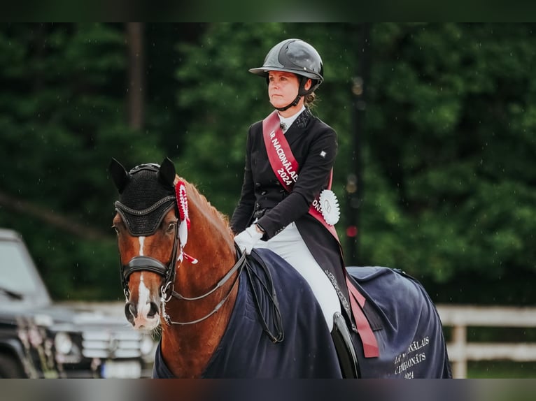 Hanoverian Gelding 12 years 16,1 hh Chestnut in Jaunmarupe