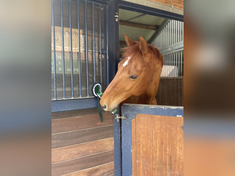 Hanoverian Gelding 12 years 16,1 hh Chestnut-Red in Lauf an der Pegnitz