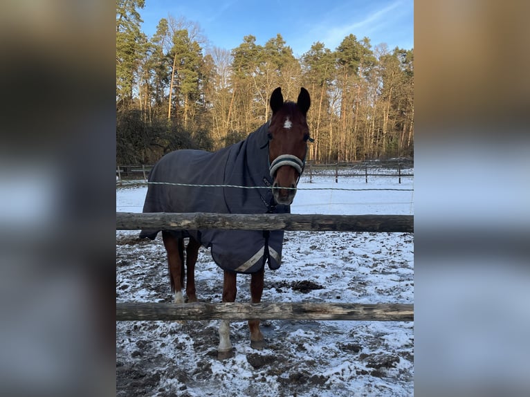 Hanoverian Gelding 12 years 16,1 hh Chestnut-Red in Lauf an der Pegnitz