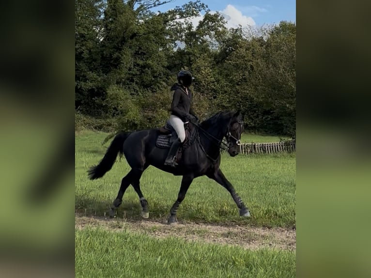Hanoverian Gelding 12 years 16,1 hh Smoky-Black in Ratingen