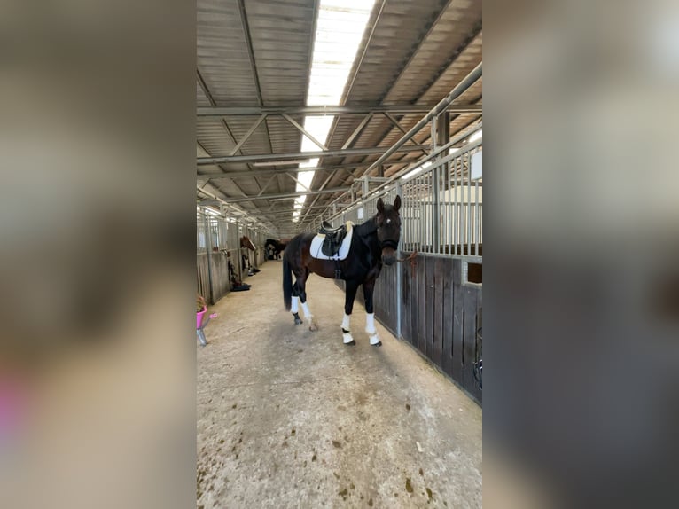 Hanoverian Gelding 12 years 16,2 hh Bay-Dark in Wangerland