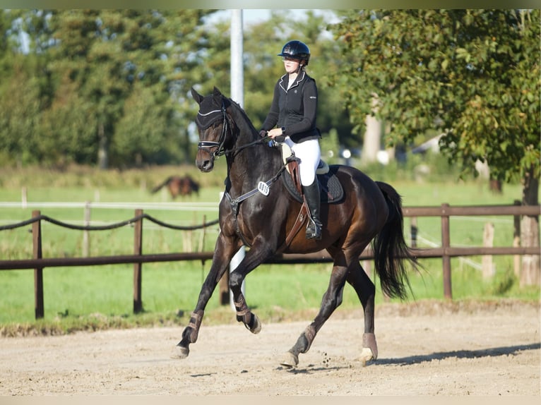 Hanoverian Gelding 12 years 16,2 hh Bay-Dark in Wangerland