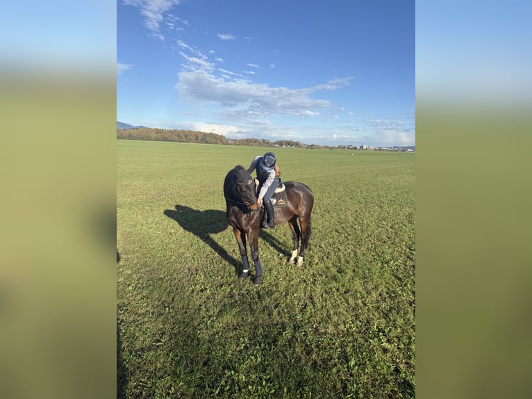 Hanoverian Gelding 12 years 16,2 hh Brown in Celje - po&#x161;tni predali