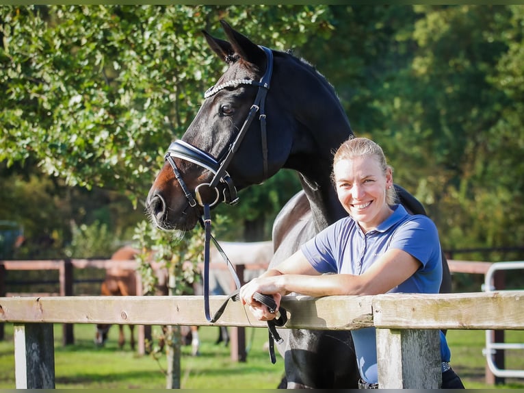 Hanoverian Gelding 12 years 16,2 hh Smoky-Black in Verden (Aller)