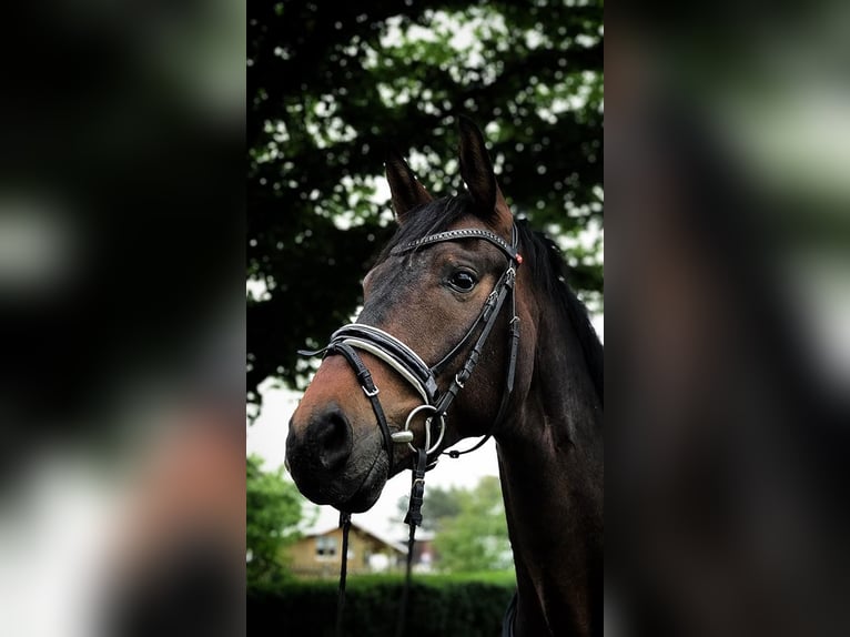 Hanoverian Gelding 12 years 16,3 hh Brown in Nünchritz