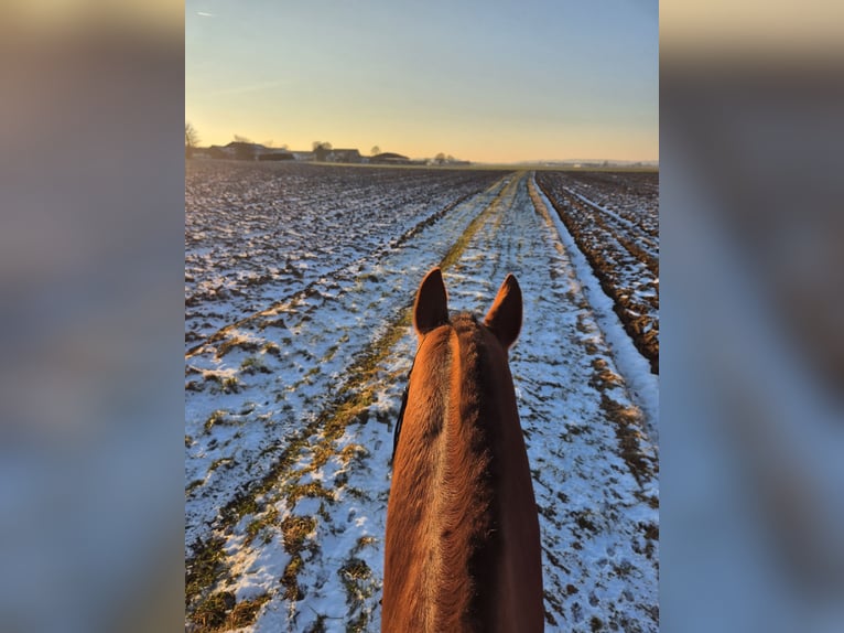 Hanoverian Gelding 12 years 16,3 hh Brown in Kraiburg am Inn