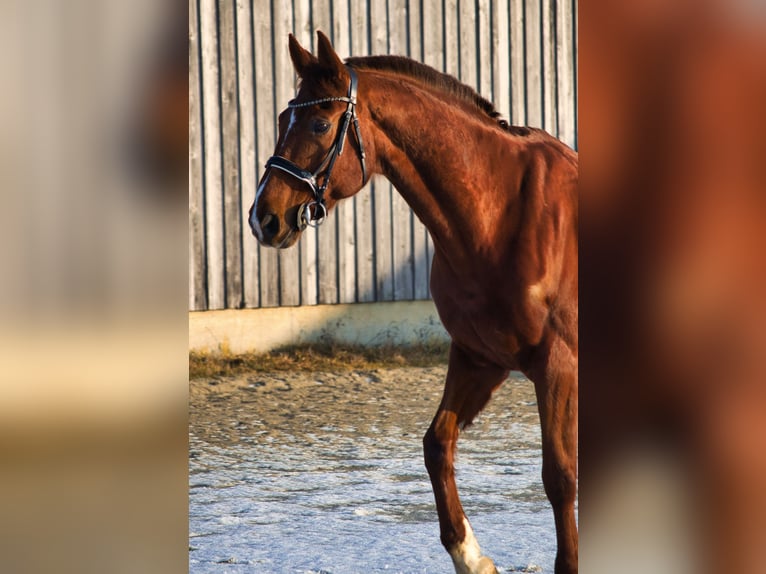Hanoverian Gelding 12 years 16,3 hh Brown in Kraiburg am Inn