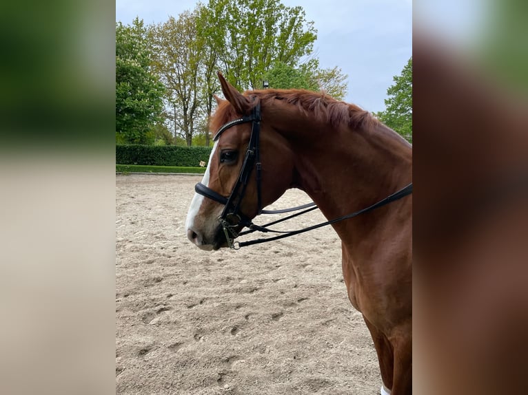 Hanoverian Gelding 12 years 16,3 hh Chestnut-Red in Bottrop