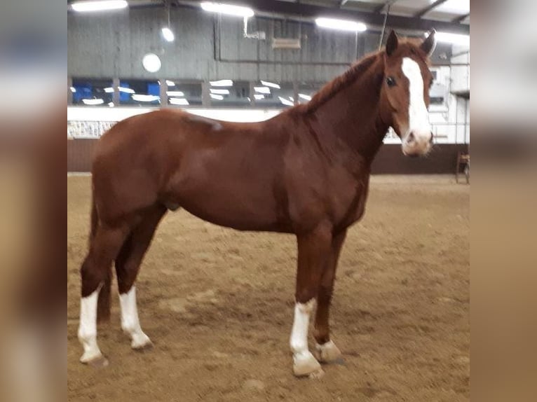 Hanoverian Gelding 12 years 16,3 hh Chestnut-Red in Bottrop