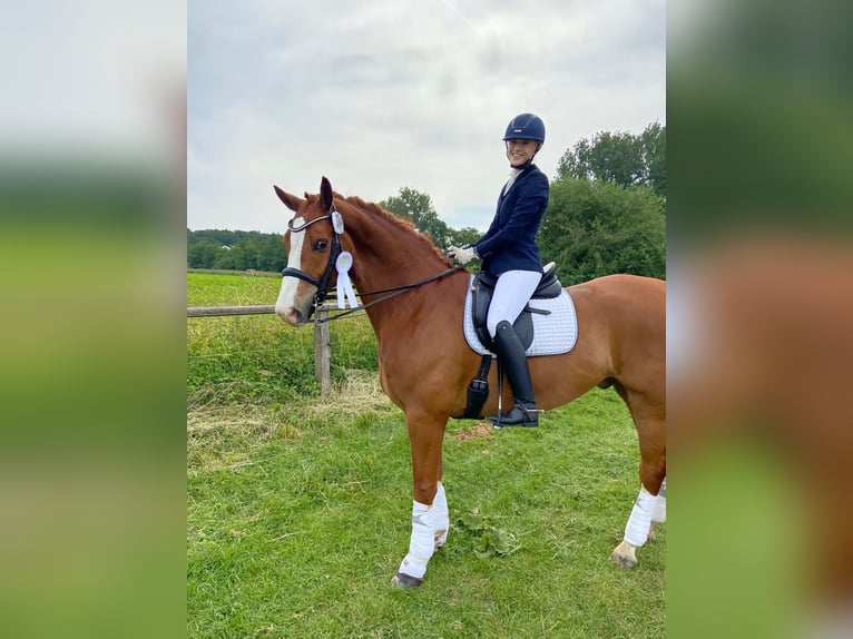 Hanoverian Gelding 12 years 16,3 hh Chestnut-Red in Bottrop