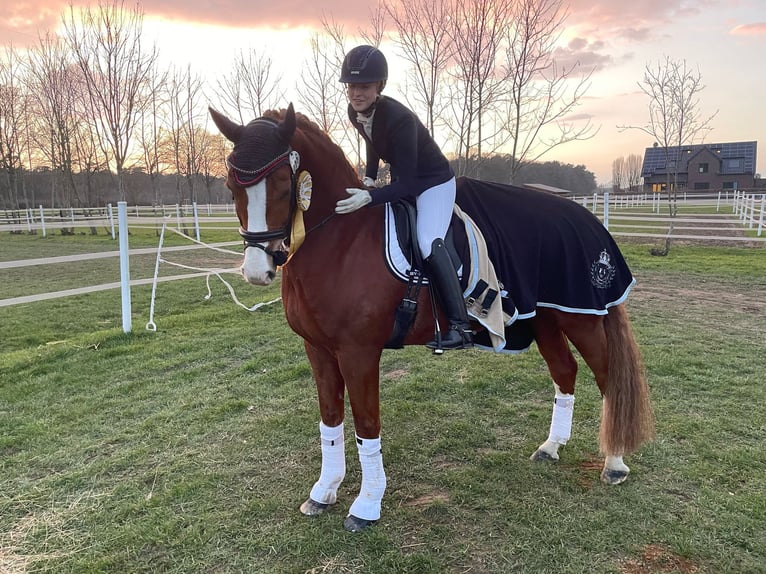 Hanoverian Gelding 12 years 16,3 hh Chestnut-Red in Bottrop