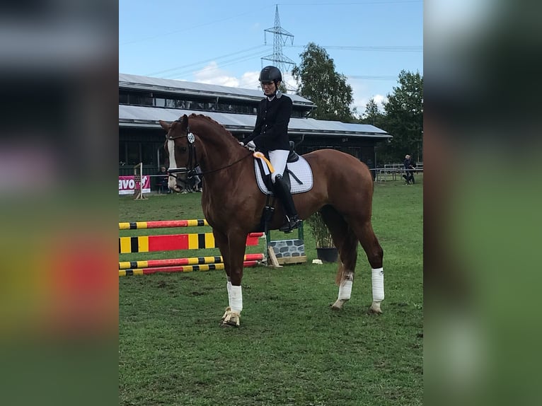 Hanoverian Gelding 12 years 16,3 hh Chestnut-Red in Bottrop
