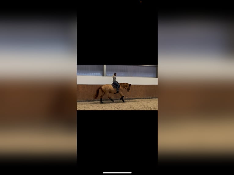 Hanoverian Gelding 12 years 16,3 hh Chestnut-Red in Vechta