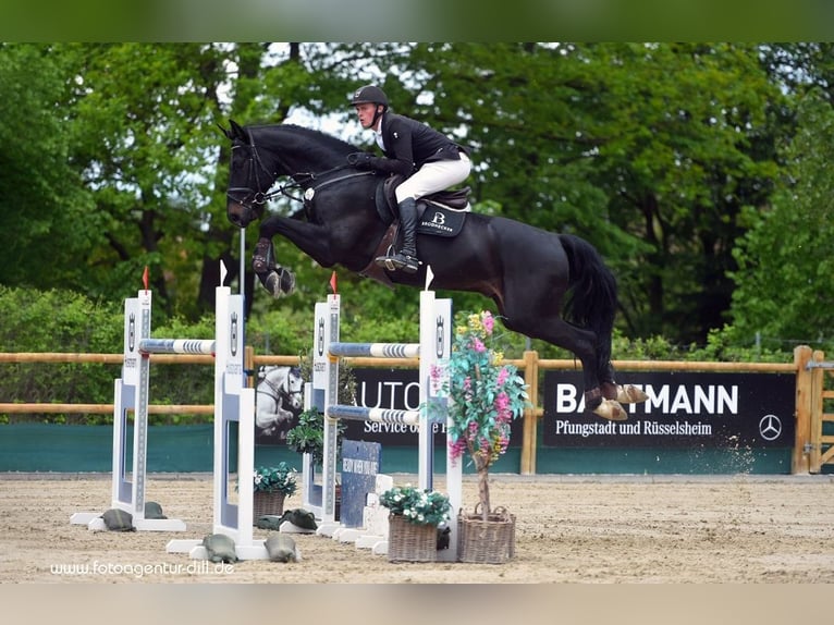 Hanoverian Gelding 12 years 17,1 hh Black in Riedstadt