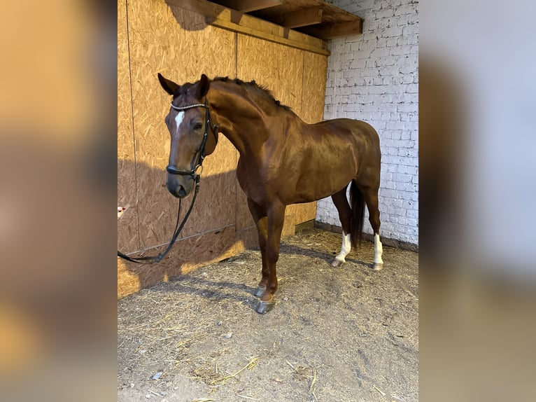 Hanoverian Gelding 12 years 17,1 hh Chestnut in Hamm