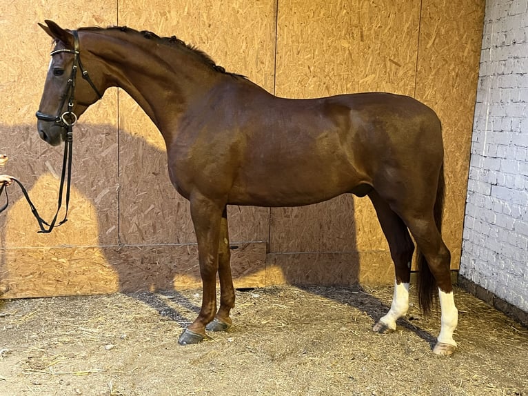 Hanoverian Gelding 12 years 17,1 hh Chestnut in Hamm