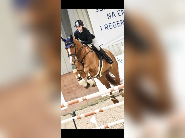 Hanoverian Gelding 12 years 17,1 hh Chestnut-Red in Brzyków