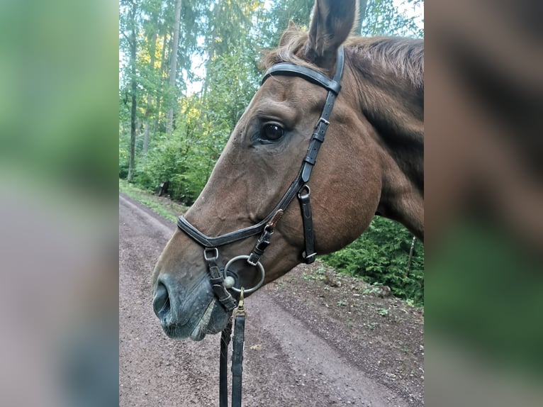 Hanoverian Gelding 12 years 17,1 hh in Schleusingen