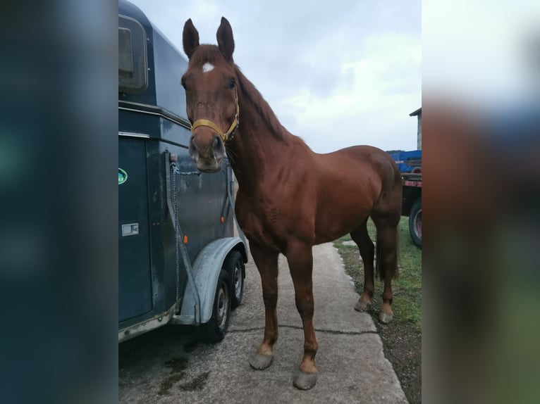 Hanoverian Gelding 12 years 17,1 hh in Schleusingen