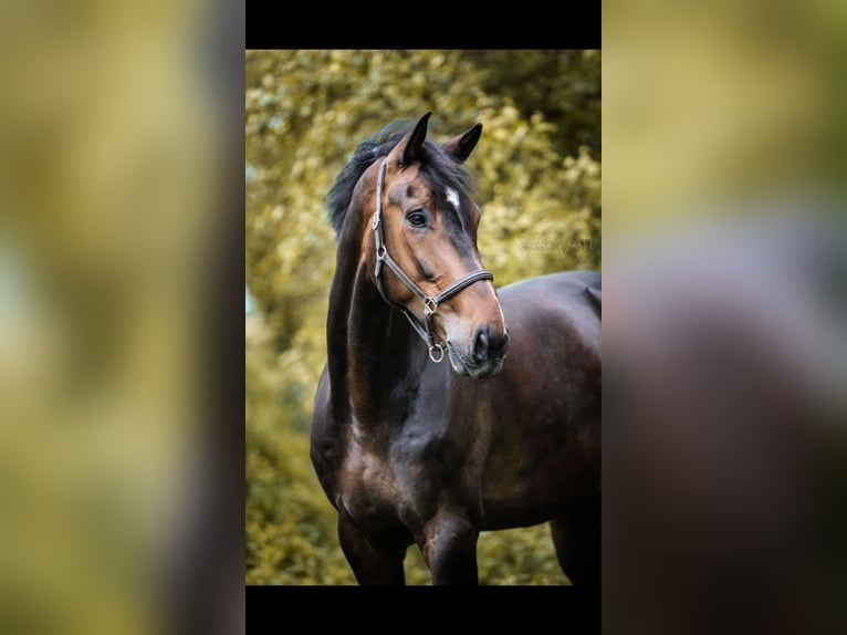 Hanoverian, Gelding, 12 years, 17.2 hh, Bay-Dark