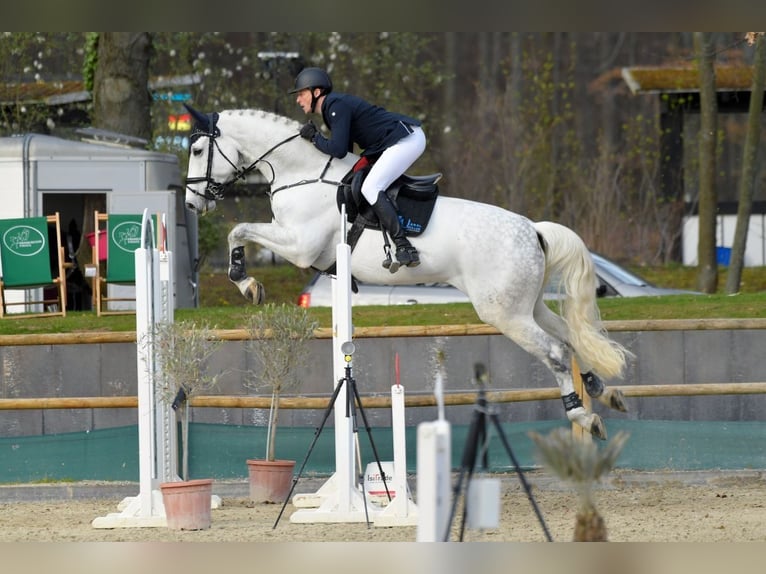 Hanoverian Gelding 12 years 17,2 hh Gray in Babenhausen