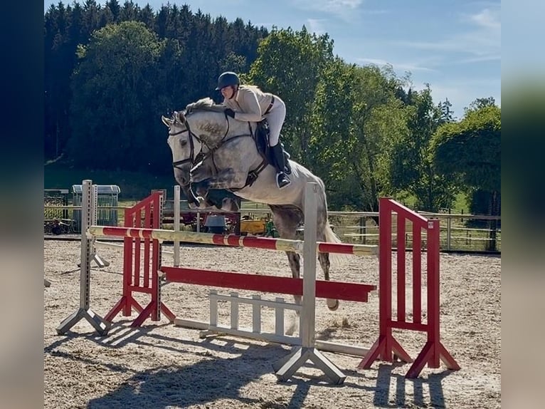 Hanoverian Gelding 12 years 17.2 hh Grey in Altusried
