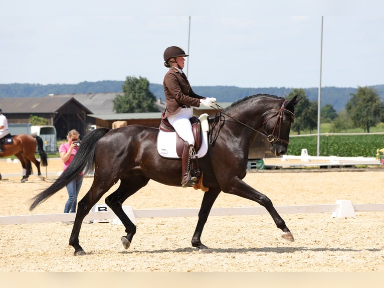 Hanoverian Gelding 12 years 17 hh Black in Kematen