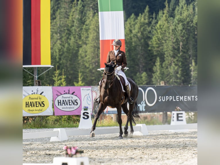 Hanoverian Gelding 12 years 17 hh Black in Kematen