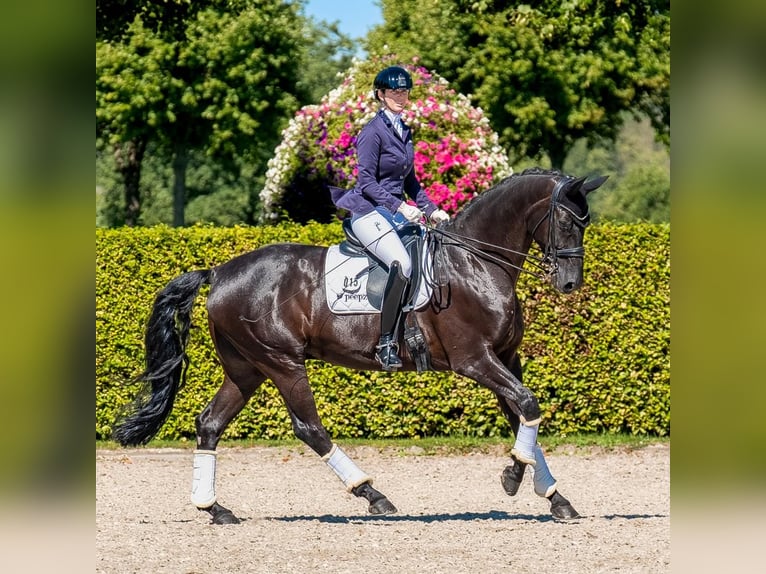 Hanoverian Gelding 12 years 17 hh Black in Krefeld