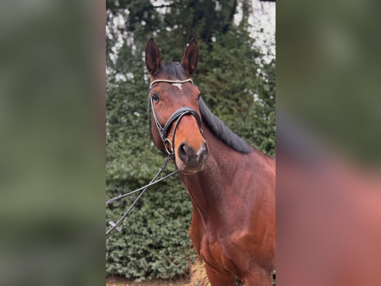 Hanoverian Gelding 12 years 17 hh Brown in Moers