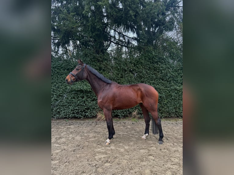 Hanoverian Gelding 12 years 17 hh Brown in Moers