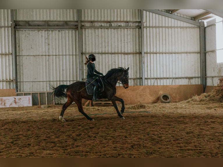 Hanoverian Gelding 12 years 17 hh Brown in Wejherowo