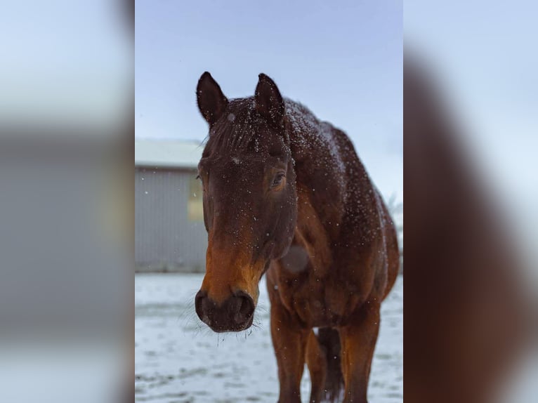 Hanoverian Gelding 12 years 17 hh Brown in Wejherowo
