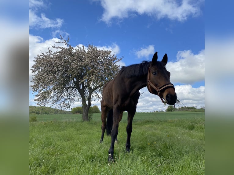 Hanoverian Gelding 12 years 17 hh Brown in Wejherowo