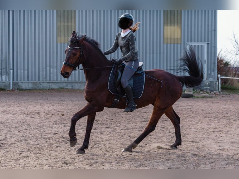 Hanoverian Gelding 12 years 17 hh Brown in Wejherowo