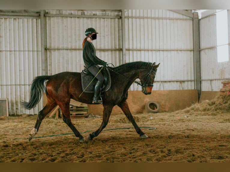 Hanoverian Gelding 12 years 17 hh Brown in Wejherowo
