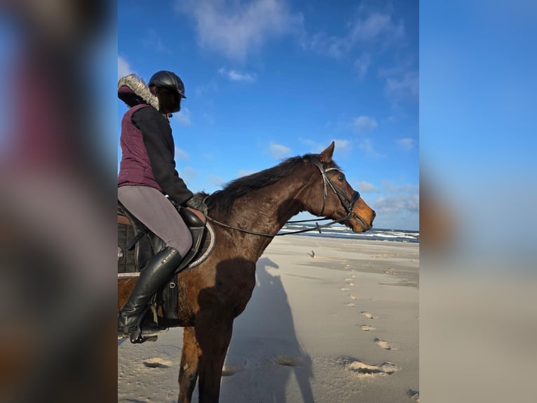 Hanoverian Gelding 12 years 17 hh Brown in Wejherowo