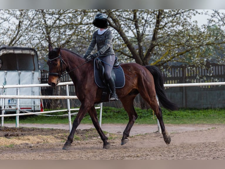 Hanoverian Gelding 12 years 17 hh Brown in Wejherowo