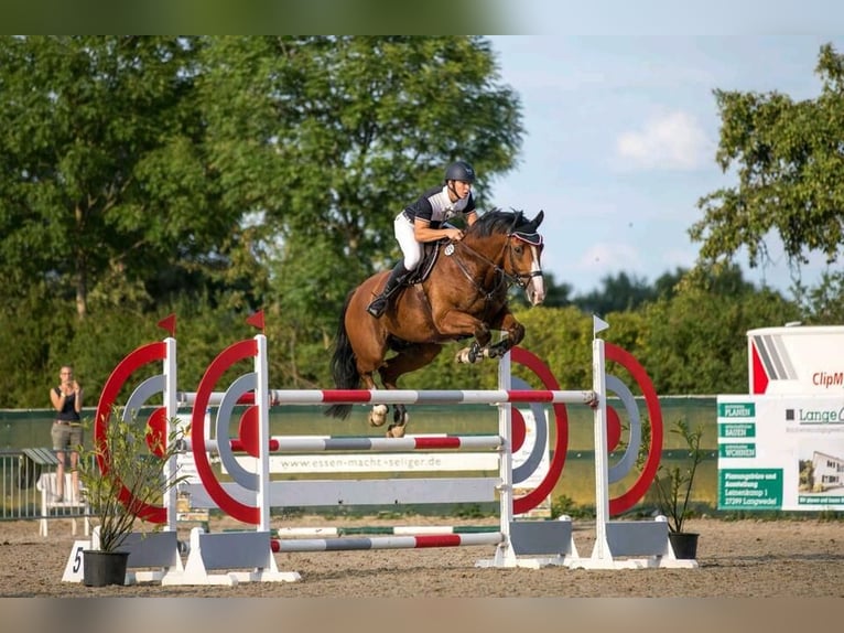 Hanoverian Gelding 12 years 17 hh Brown in Kirchberg an der Jagst